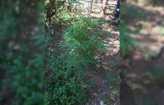 Hatay’da uyuşturucu operasyonu