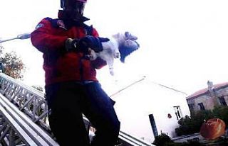 Havran’da kedi kurtarma operasyonu