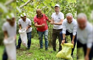 Hilmi Güler fındık bahçesinde