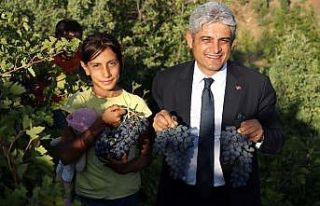 Hizan üzümünden 50 milyon TL gelir bekleniyor