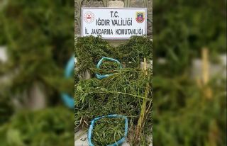 Iğdır’da kenevir ele geçirildi