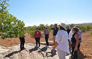 İlk kez Antep fıstığı topladılar