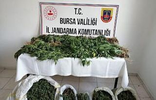 Jandarmadan zehir tacirlerine 12 ayrı operasyon:...