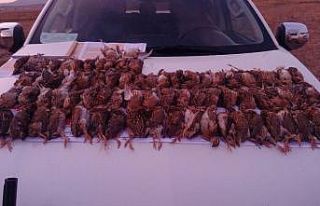 Kaçak bıldırcın avı cezasız kalmadı