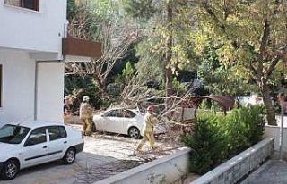 Kadıköy’de devrilen ağaç paniğe yol açtı