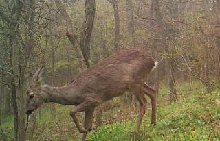 Karacalar fotokapanda