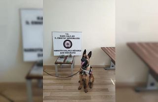 Kars’ta sokaklar dedektör köpek ‘Odin’e emanet