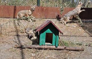 Kars’ta tedavileri tamamlanan çakallar doğaya...