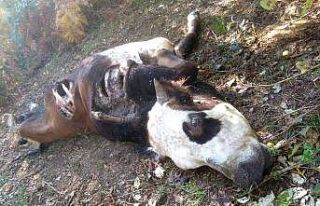 Kastamonu’da ayının saldırdığı inek telef...