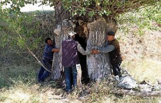 Kavak ağacının kovuğuna 5 kişi sığdı