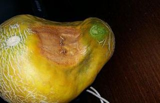 Kavunun görüntüsü görenleri şaşırttı