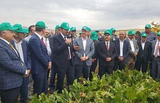 Kayseri Şeker’in Şarkışla’daki Pancar Hasat...