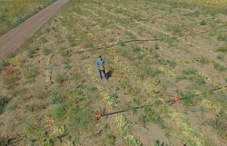 Kayseri’de ilk defa soğan eken çiftçi Yılmaz:...