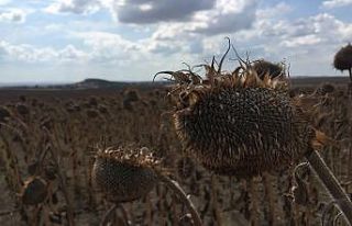 Keşan’da ayçiçeği hasadı başladı