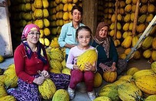 Kırkağaç’ta 30 bin ton kavun askıda