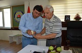 Korkuteli’de karyağdı armudu masaya yatırıldı