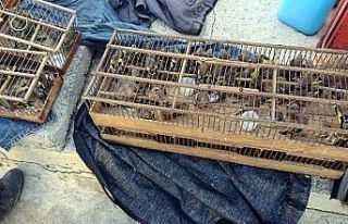 Koruma altındaki kuşları yakalayan kişiye 132...