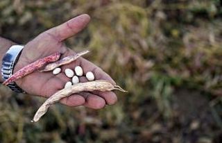 Köse’de kuru fasulye hasadı başladı