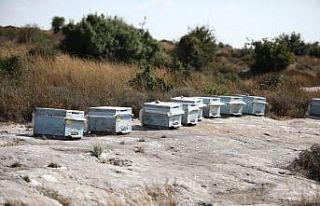 Kovanları çalarken arıların soktuğu genç öldü