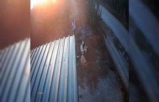 Koyunları "otlata otlata" çaldılar