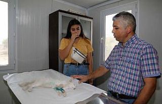 Kurtardığı sokak kedisini sahiplendi