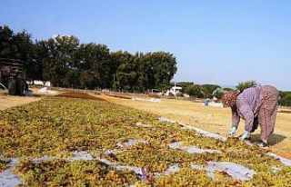 Kuru üzüm fiyatına müdahale, üreticiyi sevindirdi