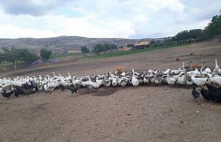 Kütahya’da kaz üreticiliği hızla artıyor