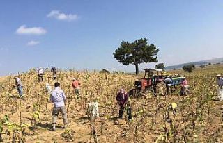 Kütahya’nın en verimli topraklarında ayçiçek...