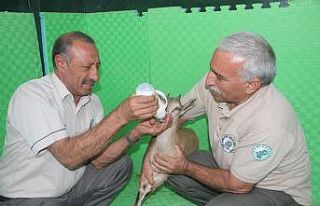 Mahsur kalan yavru dağ keçisi kurtarıldı