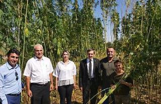 Malatya’da ilk kenevir hasadı başladı