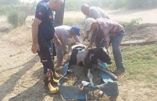 Manisa itfaiyesi bir cana daha yaşama şansı verdi