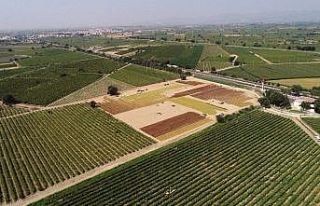 Manisa ovaları sergideki üzümlerle rengarenk oldu