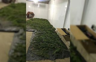 Manisa’da 23 kilo esrar ele geçirildi