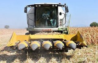 Manisa’da mısır hasadı başladı