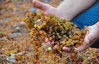 Manisa’da şiddetli yağmur ekili alanları vurdu