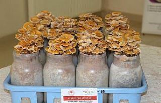 Mantarcıların meseleleri masaya yatırıldı