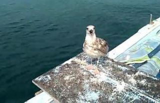 Martılar onu hiç yalnız bırakmıyor