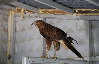 Mehmetçik kanatları kesik şahini, köylüler küçük...