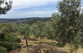 Milas Çiftçi Mallarını Koruma Başkanlığı uyardı