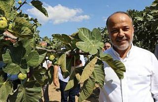 Milletvekili Yavuz’dan incir üreticisine uyarı