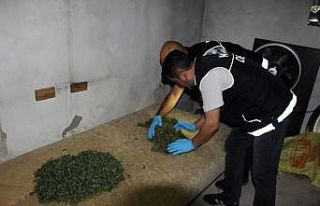 Mısır tarlasında kenevir hasadı yapıp evlerinde...