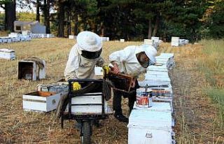 Muğla 3,5 milyon arı kovanına ev sahipliği yapıyor