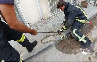 Nefes kesen yılan operasyonu