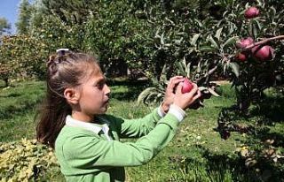 Öğrenciler yetiştirdikleri organik elmaları teneffüste...
