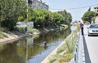Ölü balıkları toplayıp “Bize bir şey olmaz”...