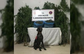 Ordu’da uyuşturucu operasyonu: 1 tutuklama