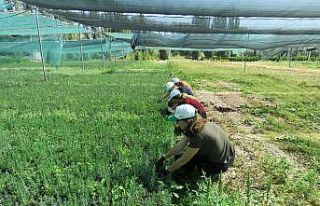 Orman Fidanlığına üniversiteli eller değiyor
