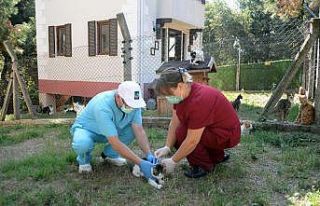 Osmangazi’de can dostlar aşılandı