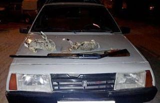 Otomobil farıyla tavşan avlayanlara suçüstü