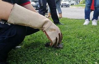 Otomobilin motoruna giren yavru kediyi itfaiye kurtardı